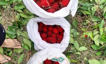 Imagem 6: Sítio Rio Preto da Eva Troco ou vendo