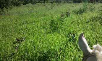 Imagem 6: Fazenda Fazenda / sítio com venda por R$8.000