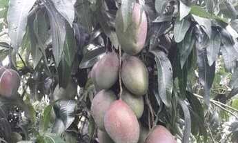 Imagem 3: Sítio para Venda em Saltinho, Jardim Torrezan, 2 dormitórios, 1 banheiro, 1 vaga