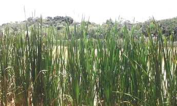 Imagem 5: Pertinho da Serra do Cipó, maravilhoso sitio de 4.500m²(Temos varias opções)