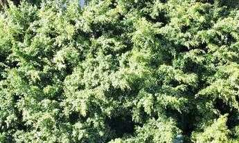 Imagem 2: APARTAMENTO - JARDIM AMÉRICA - SP