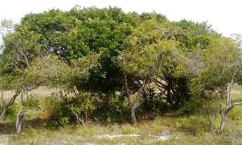 Imagem 7: Vendo terreno no Abais