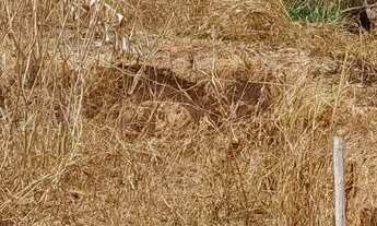 Imagem 6: Lotes no bairro jardim serra azul em mateus leme