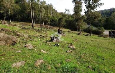 Imagem 13: Vendo chácara com 2 casa e muitas árvores frutíferas na Parada Crístal em Caxias do Sul