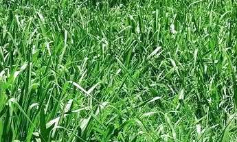 Imagem 6: Fazenda à Venda em São João dAliança (GO) 120 Alqueires