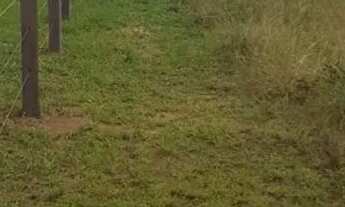 Imagem 7: Vende se sítio depois do cantá