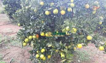 Imagem 6: Sítio com 3 dormitórios à venda, 77451 m² por R$ 1.100.000 - Jardim Zaira - Guarulhos/SP