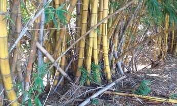 Imagem 6: Fazenda à Venda em Matrinchã Goiás | 46 Alqueires