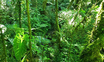Imagem 5: Belíssimo Sítio entre Rio Rufino e Urubici