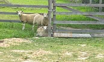 Imagem 4: Pandolfo Vende sítio no Guaíba Country