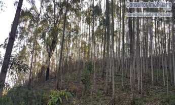 Imagem 6: SITIO RURAL em Nazare Paulista - SP, Centro