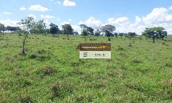 Imagem 3: Fazenda Extra - 8 Alqueires - Região de Goianira - GO !