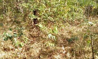 Imagem 5: . Uma Fazenda 148 alqueires 28 km de Santa Teresa TO