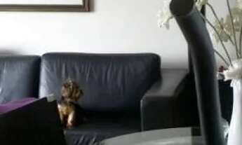 Imagem 2: APARTAMENTO - CASA BRANCA - SP