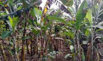 Imagem 3: Sitio 11 Hectares em Areia