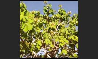 Imagem 6: Vendo chácara em Cromínia com escritura