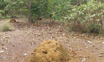 Imagem 7: . Uma Fazenda de 50 alqueires município de Pium Tocantins