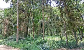 Imagem 4: Vendo chácara 7.200 metros no Campo Largo da Roseira