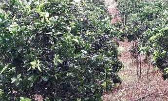 Imagem 4: Sítio com casa Chácara com venda por R$120.000