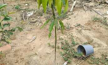 Imagem 3: Chácara Iperó Bananal