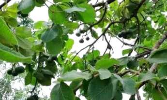 Imagem 7: Chacara à venda