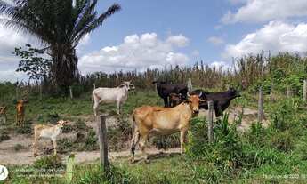 Imagem 5: 200 Hectares pronta e documentada sentido Capanema