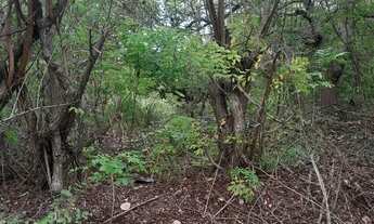 Imagem 4: Vendo este terreno itamaraca