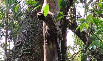 Imagem 6: Terreno troco Chácara 1.141 metros Quintais do Imperador