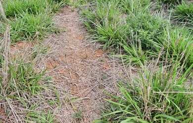 Imagem 5: Chácara em Rio Casca