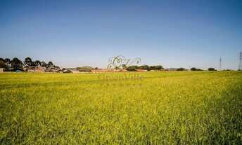 Imagem 7: Campo Largo, Terreno City Center Shopping, PARA 400 UNIDADES, plano s, limpo, em árvores