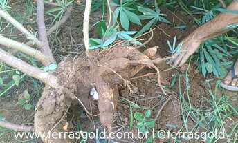 Imagem 2: Sítio à venda, 15 hectares, 320 pés de limão produzindo, Poço artesiano