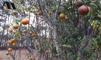 Imagem 5: Chácara para Venda em Pinhalzinho, zona rural, 3 dormitórios, 2 banheiros