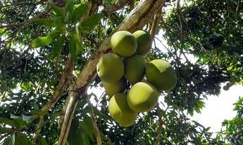 Imagem 6: Fazenda/Sítio/Chácara para venda com 62 hectares Escriturados (70 Hect Total) em Pombos-PE