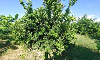 Imagem 3: Sítio à venda, 15 hectares, 320 pés de limão produzindo, Poço artesiano