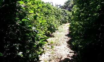 Imagem 5: Sítio Morungaba/SP/BR (Milo