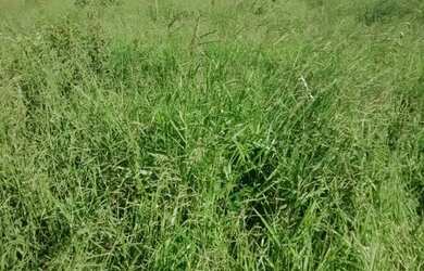 Imagem 4: Fazenda Fazenda / sítio com venda por R$8.000