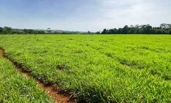 Imagem 5: 14 alqueires à 5 km da cidade em Trindade-GO