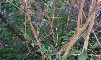 Imagem 2: Terreno residencial ou comercial 10×70m, quitado