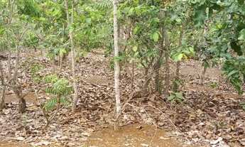 Imagem 6: . Uma Fazenda de 50 alqueires município de Pium Tocantins