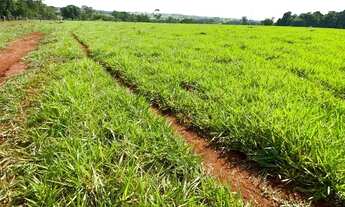 Imagem: 14 alqueires à 5 km da cidade em Trindade-GO