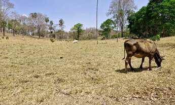 Imagem 4: Vendo fazenda de 17.5 Alqueires em Padre Bernardo Goiás próximo de Brasília DF