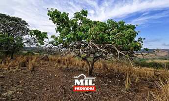 Imagem 3: FAZENDINHA PRODUTIVA COM 11 ALQUEIRES PROXIMO A GOIANIA