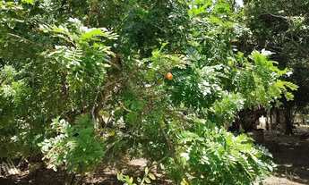 Imagem 3: Oportunidade chácara no Lindóia apenas 490 mil documentada