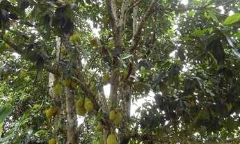 Imagem 3: Linda fazenda com 27 Hectares na champada diamantina
