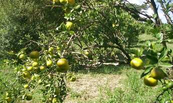 Imagem 7: Sítio Morungaba/SP/BR (Milo