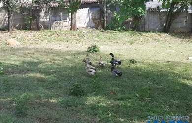 Imagem 5: TERRENO - ITAPETINGA - SP