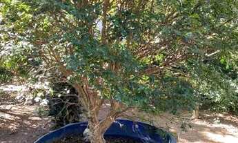 Imagem: Jabuticabeira