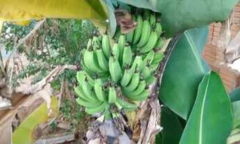 Imagem 3: Rancho em brejo Alegre