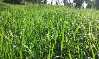 Imagem 5: Vende-se Fazenda na beira da BR 174