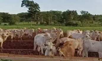 Imagem 2: Fazenda para venda, Rosário Oeste, MT - 630 Hectares